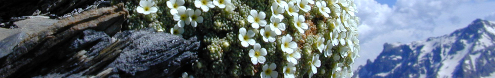 Androsace